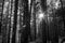 Black and white pine forest against sunset rays