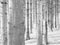 Black and white pine plantation