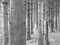 Black and white pine plantation