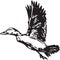 Black and White Pintail Duck Illustration