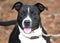 Black and White Pitbull Terrier dog mix outdoors on leash