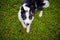 Black and white pooch from a dog shelter is lying on its back on the grass, playing with the owner. raising a puppy. take the