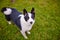 Black and white pooch from a dog shelter is lying on its back on the grass, playing with the owner. raising a puppy. take the