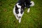 Black and white pooch from a dog shelter is lying on its back on the grass, playing with the owner. raising a puppy. take the