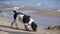 Black and White Poodle at Beach