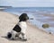 Black and White Poodle at Beach