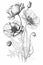 Black and White Poppy Botanical Illustration, Made with Generative AI