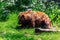 A black and white portrait of a brown grizzly bear going to lie down in the grass. The mammal is a dangerous predator, but the