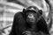 Black and white portrait Chimpanzee.
