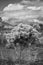 A black and white portrait of a Cholla cactus with subtle spring colors in the desert with dramatic clouds in the background