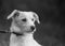 Black and white portrait of a close-up muzzle of a white young dog