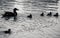 Black and white portrait of duck family swimming in pond