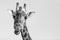 Black and white portrait of giraffe