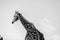 Black and white portrait of giraffe