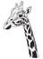 Black and white portrait of Giraffe