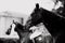 A black-and-white portrait of a horse at a competition, with midges hovering around it. Equestrian sports and horse riding.