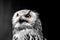 Black and white portrait picture of an white eagle owl or snow owl - bird isolated on black background - animal portrait