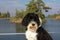 Black and white Portuguese Water Dog with lake view in the background
