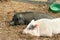 Black and White Potbellied Pigs