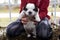 Black and white puppy being held up