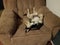 black and white puppy sleeping on brown chair