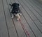 black and white puppy tugging on red rope