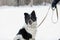 black and white purebred dog sits on snow near his owner on leash. Man with pet walk in winter day