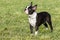 Black and white purebred French Bulldog pet dog standing in grass field