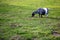 Black and white Pygmy goat grazing in green grassland