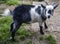 A black and white pygmy goat kept as a pet