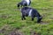 Black and white Pygmy goats grazing in green grassland