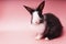 Black and white rabbit standing on isolated pink background. Lovely baby bunny stand looking at camera. Easter animal