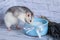 A black and white rat eats sour cream from a blue clay pot