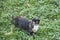 Black white red cat on green grass in sunny early autumn day. Side view. Cat with bright red and black tortoiseshell and marble