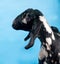 Black, white and red Nubian lamb on blue