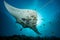 Black and white reef manta ray flying around a cleaning station in cristal blue water