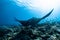 Black and white reef manta ray flying around a cleaning station in cristal blue water