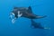 Black and white reef manta ray flying around a cleaning station in cristal blue water