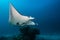 Black and white reef manta ray flying around a cleaning station in cristal blue water