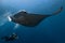 Black and white reef manta ray flying around a cleaning station in cristal blue water