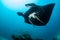 Black and white reef manta ray flying around a cleaning station in cristal blue water