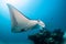 Black and white reef manta ray flying around a cleaning station in cristal blue water