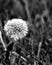 Black and white rendition of a ripened dandelion