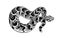 Black and white reptile vector illustration. Snake isolated