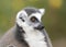 Black and white ring-tailed lemur close up profile