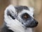 Black and white ring-tailed lemur close up profile