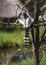 Black and white ring-tailed lemur sitting on tree branch on sunny day