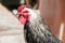 Black and white rooster closeup