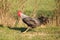 Black and white rooster is running