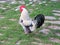 Black and white rooster in a rural yard.